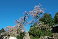 関東:慈光寺の桜