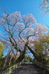 関東:慈光寺の桜