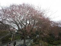 関東:慈光寺の桜