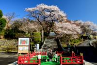 関東:慈光寺の桜