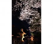 関東:慈光寺の桜