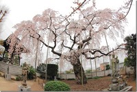 関東：広琳寺のしだれ桜