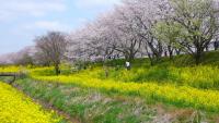 関東：さくら堤公園