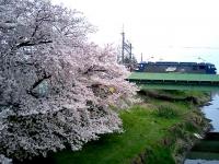 関東：元荒川の桜並木