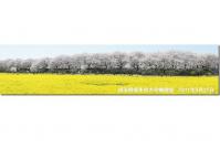 関東:権現堂桜堤