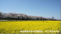 関東:権現堂桜堤