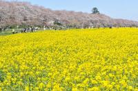 関東:権現堂桜堤