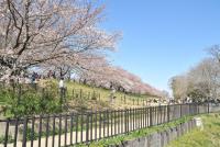 関東:権現堂桜堤