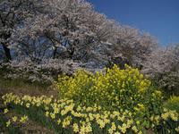 関東:権現堂桜堤