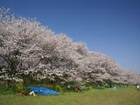 関東:権現堂桜堤