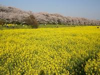 関東:権現堂桜堤