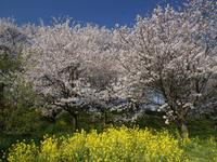 関東:権現堂桜堤