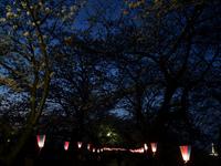 関東:権現堂桜堤