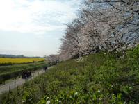 関東:権現堂桜堤