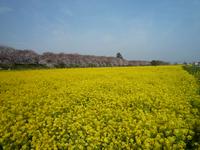 関東:権現堂桜堤