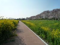 関東:権現堂桜堤