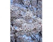 関東:市制記念公園