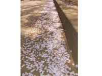 関東:市制記念公園