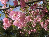 関東:市制記念公園