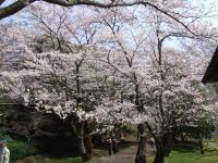 関東:佐倉城址公園