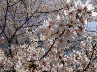 関東:佐倉城址公園