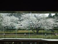 関東:佐倉城址公園