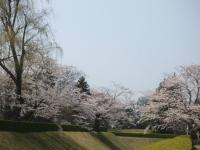 関東:佐倉城址公園