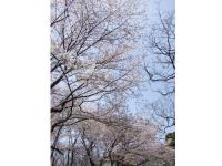 関東:佐倉城址公園