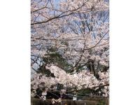 関東:佐倉城址公園