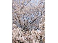 関東:佐倉城址公園