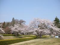 関東:佐倉城址公園