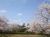 関東:佐倉城址公園