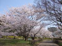 関東:佐倉城址公園