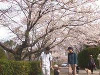 関東:佐倉城址公園