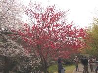 関東:佐倉城址公園