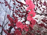 関東:佐倉城址公園