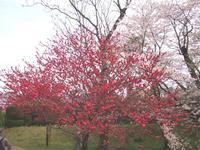 関東:佐倉城址公園
