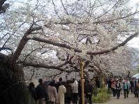 関東:千鳥ヶ淵緑道