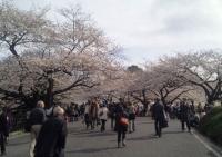 関東:千鳥ヶ淵周辺(北の丸公園・田安門)