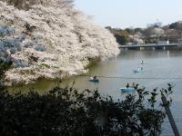 関東:千鳥ヶ淵緑道