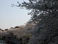 関東:千鳥ヶ淵緑道