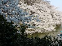 関東:千鳥ヶ淵緑道