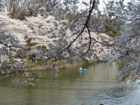 関東:千鳥ヶ淵緑道
