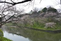 関東:千鳥ヶ淵緑道