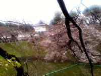 関東:千鳥ヶ淵