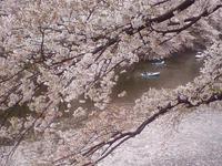 関東:千鳥ヶ淵
