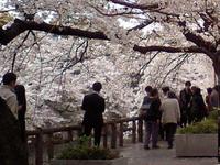 関東:千鳥ヶ淵
