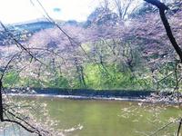 関東:千鳥ヶ淵緑道