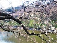 関東:千鳥ヶ淵緑道