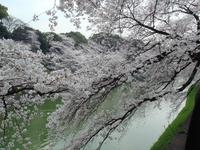 関東:千鳥ヶ淵